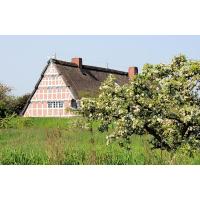 2760_7479 Reetgedecktes Fachwerkhaus im Alten Land - Obstbaum auf der Wiese am Ufer der Lühe. | Fruehlingsfotos aus der Hansestadt Hamburg; Vol. 2